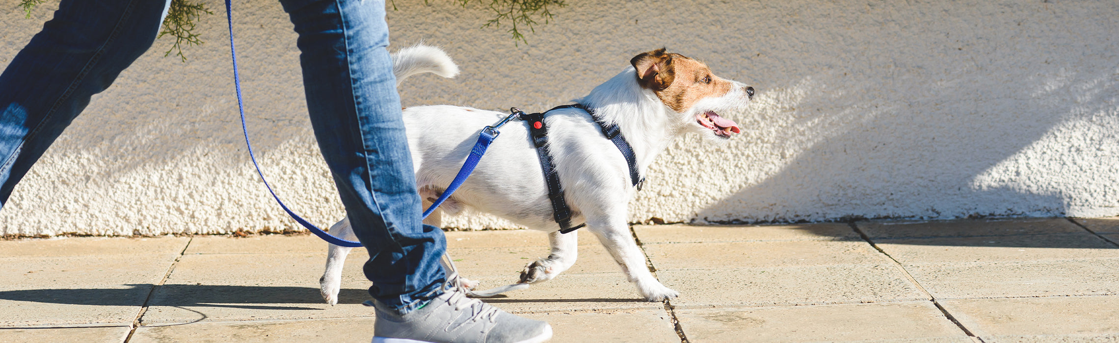 Person walking a small dog on a leash along a sunny sidewalk next to a light-colored wall, with the dog wearing a harness, representing pet care, daily exercise, and outdoor activity.