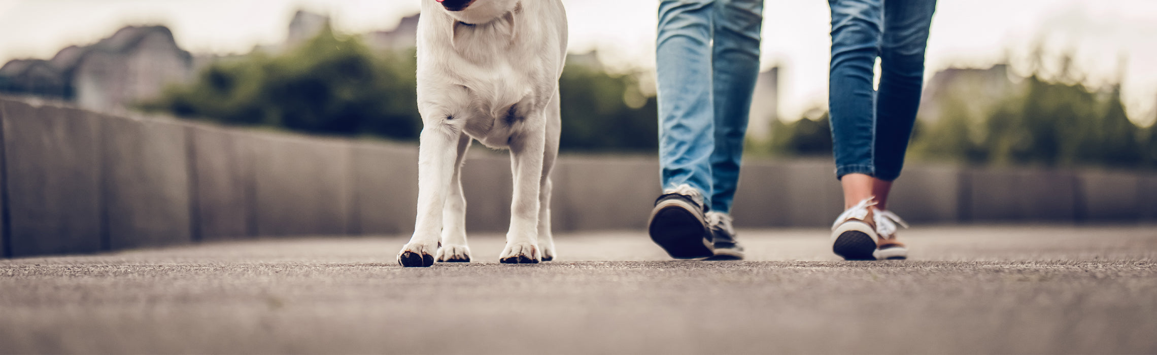 Low-angle view of a dog walking beside a person on a paved path, with the person wearing jeans and sneakers, representing daily pet care, outdoor exercise, and an active lifestyle.