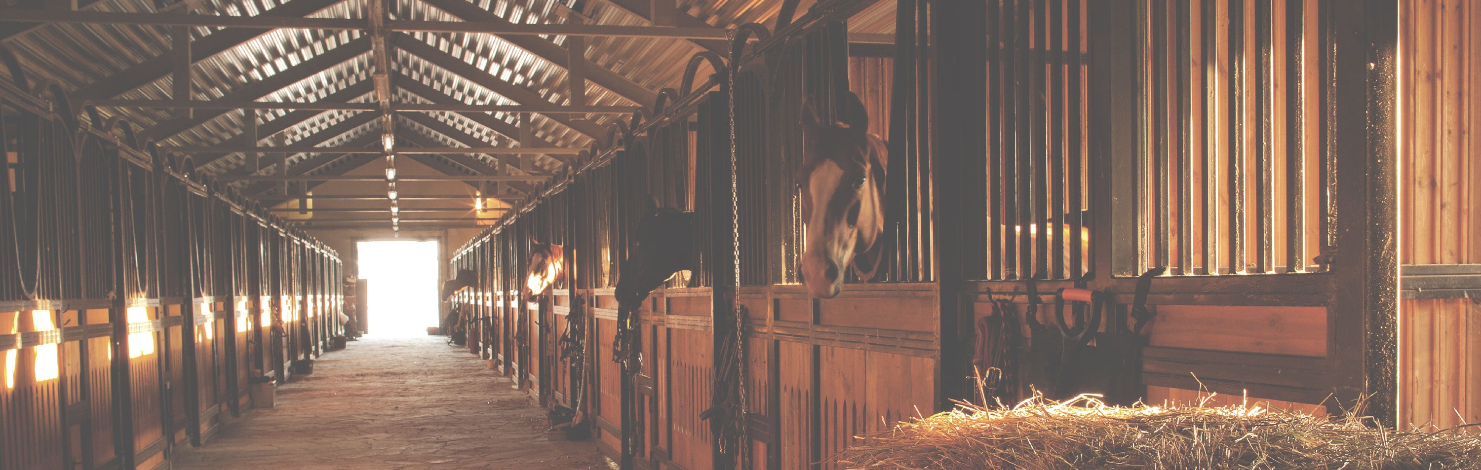 Core Products lifestyle banner featuring a horse standing in a barn aisle with warm natural light; no visible text, highlighting animal care, comfort, and rural wellness.