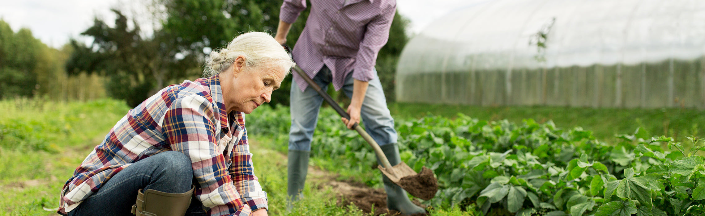 Older adult gardening in a vegetable garden, kneeling among green plants while another person digs soil with a shovel nearby, representing outdoor activity, healthy aging, and gardening lifestyle.