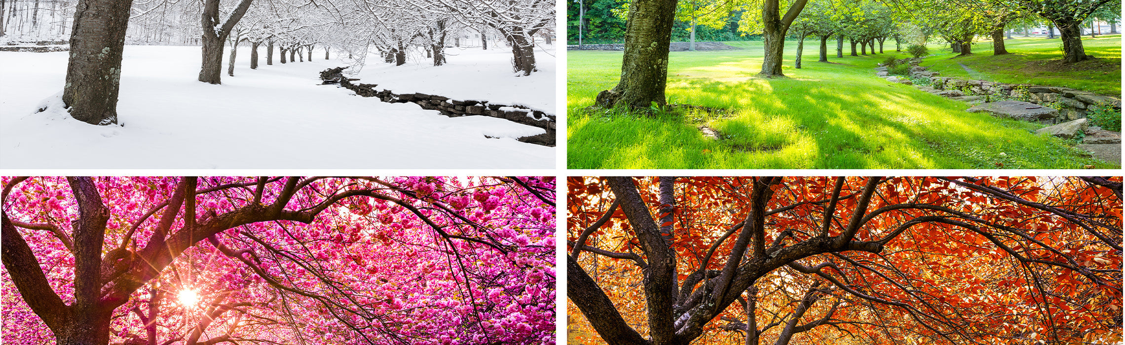 Four seasonal scenes of a tree‑lined path: snow-covered winter landscape, lush green spring or summer with sunlight, vibrant pink blossoms, and bright orange autumn foliage, representing the changing seasons.