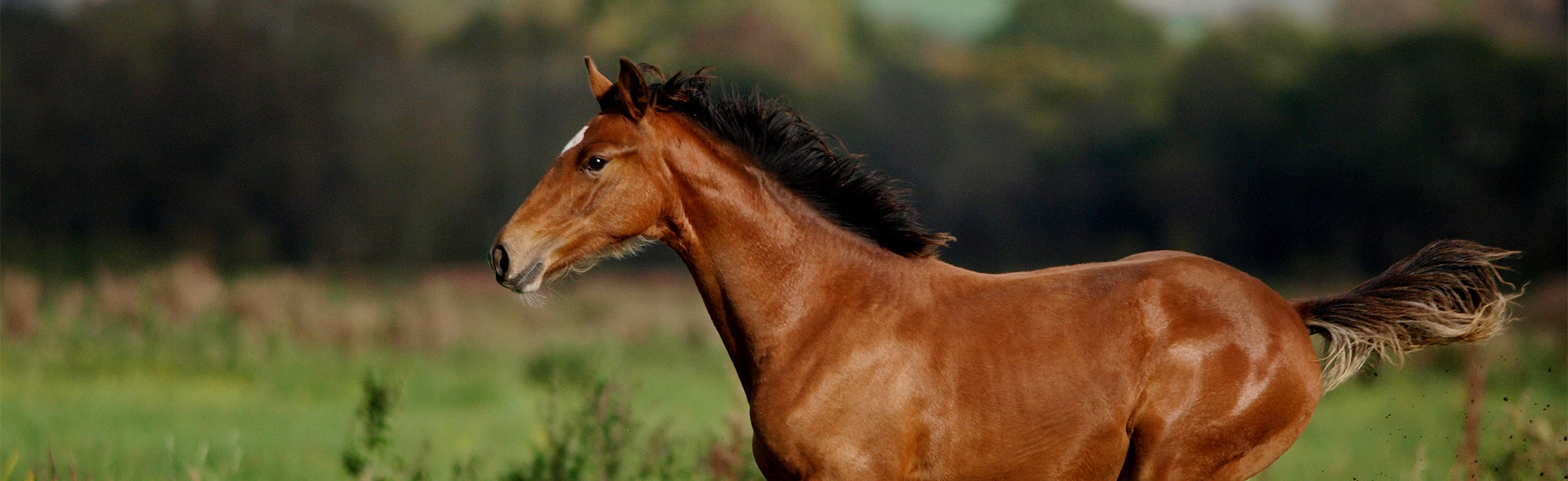 Brown horse running across a grassy field with a blurred tree-lined background, showcasing strength, motion, and natural outdoor scenery.