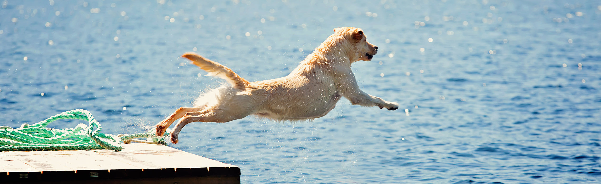 Dog leaping off a dock into a lake on a sunny day, captured midair above the water.