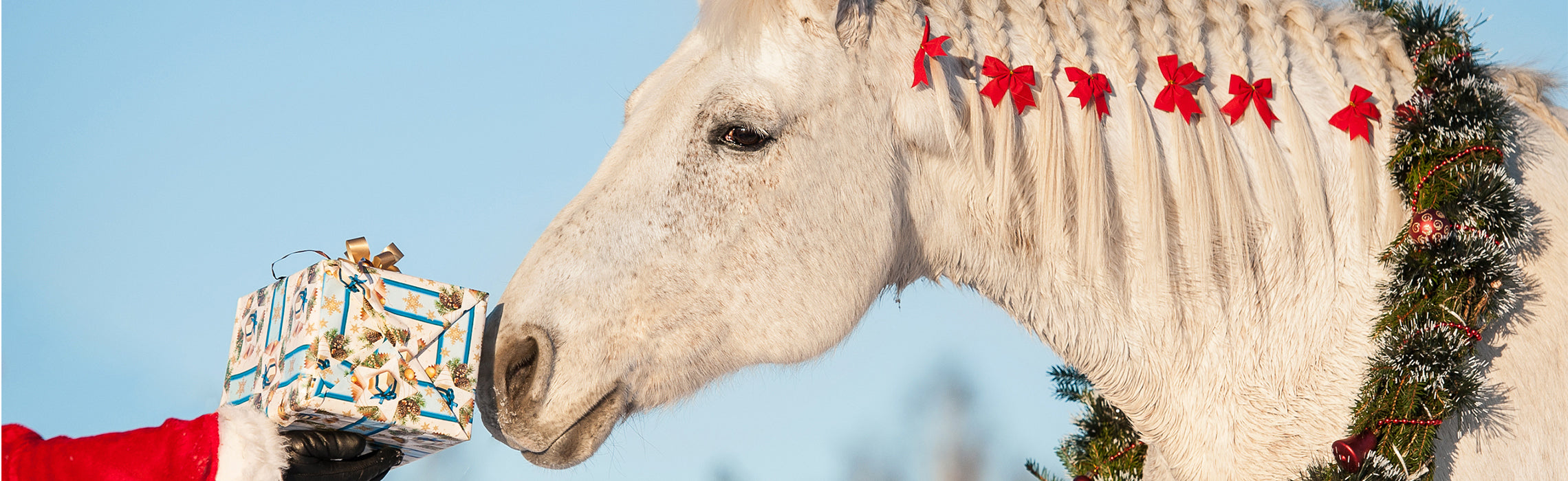 White horse with braided mane decorated with red bows and holiday garland gently nuzzling a wrapped gift held by a gloved hand, set against a clear blue sky. No visible text or branding.