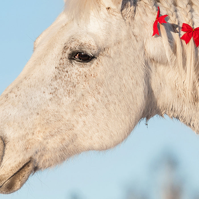 10 Holiday Gifts for Equestrians in 2020